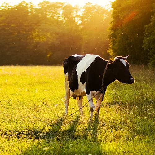 Automated Dairy Migrates to Microsoft Lync